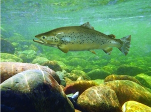 Brown Trout in Queenstown - Wildlife on view from Million Dollar Lake Cruise Queenstown